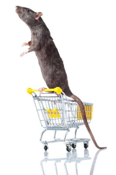 Rotten og indkøbsvognen. en rotte med en kurv - Stock-foto