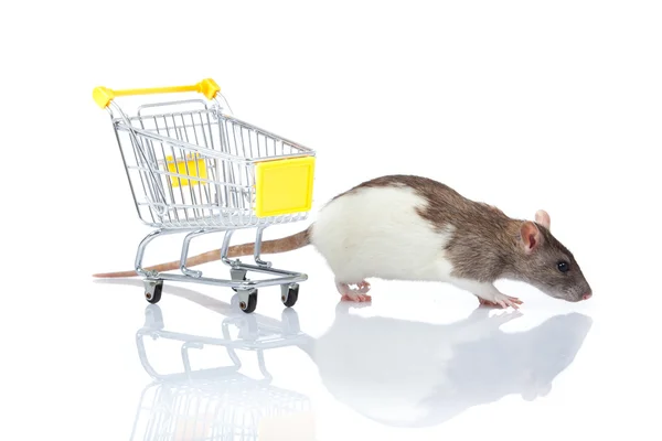 Крыса и тележка с покупками. крыса с корзиной — стоковое фото