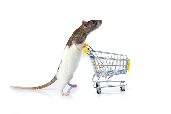 쥐 그리고 쇼핑 카트입니다. 바구니와 쥐를 — 스톡 사진