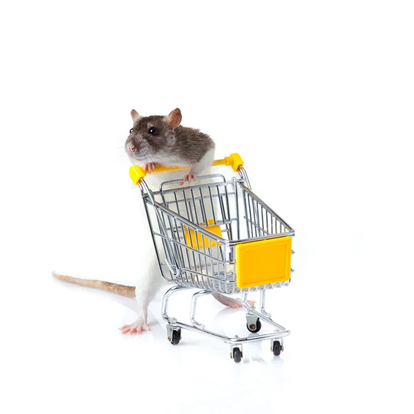 Rat and the shopping cart. a rat with a basket — Stock Photo, Image