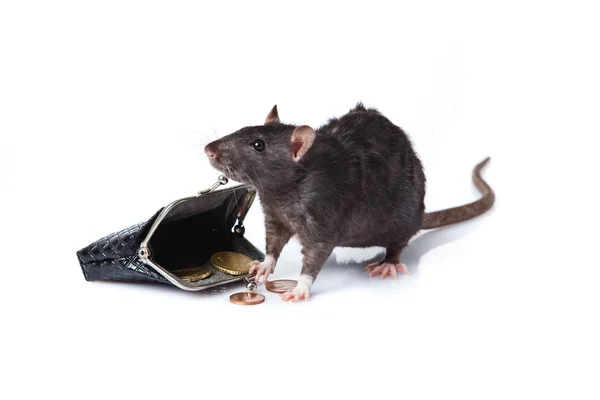 鼠与一个钱包. — 图库照片