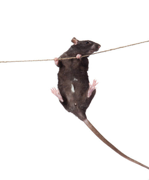 A rat crawling on a rope. rat clutching at rope on white backgro
