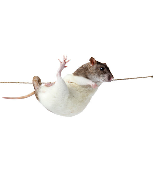 A rat crawling on a rope. rat clutching at rope on white backgro