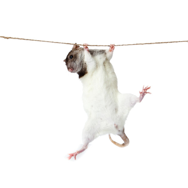 A rat crawling on a rope. rat clutching at rope on white backgro