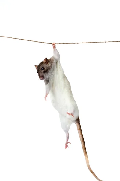 Seekor tikus merangkak di atas tali. tikus mencengkeram tali pada backgro putih — Stok Foto