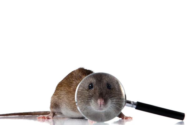 Rat looks through a magnifying glass. — Stock Photo, Image