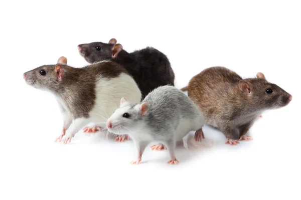 Szczury na białym tle Obrazy Stockowe bez tantiem