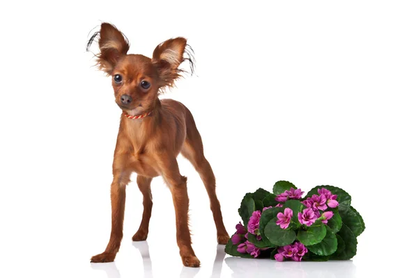 Toy terrier. Russian toy terrier on a white background — Stock Photo, Image