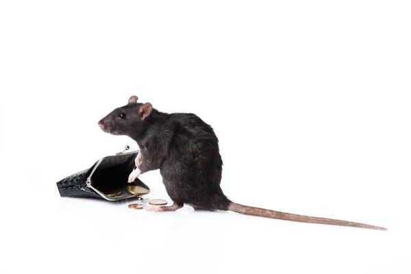 Rat isolated on white — Stock Photo, Image