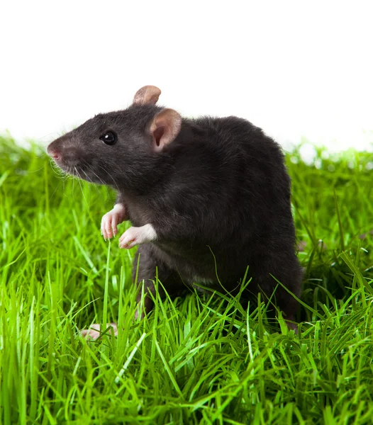 Szczur na białym tle — Zdjęcie stockowe