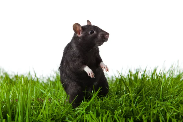 Rat isolated on white — Stock Photo, Image