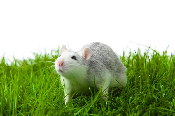 Ratte isoliert auf weiß — Stockfoto