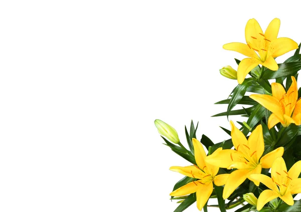 Lilly κίτρινο λουλούδι σε άσπρο φόντο — Φωτογραφία Αρχείου