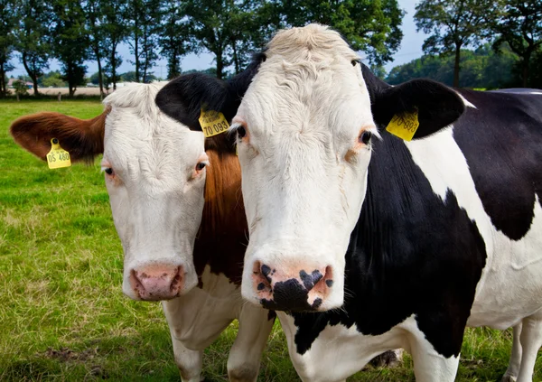 Cow on meadow — Stock Photo, Image