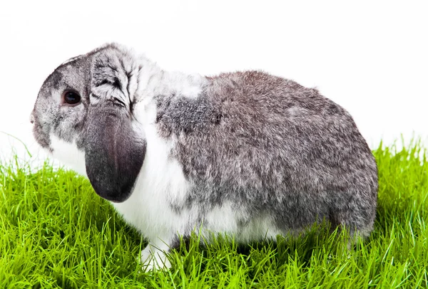 Beyaz arka planda izole edilmiş sevimli bir tavşan.. — Stok fotoğraf