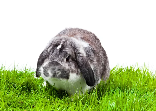 Uroczy królik odizolowany na białym tle. — Zdjęcie stockowe