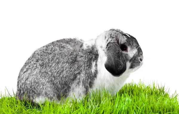 Adorable rabbit isolated on a white background. — Stock Photo, Image