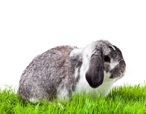 Beyaz arka planda izole edilmiş sevimli bir tavşan.. — Stok fotoğraf