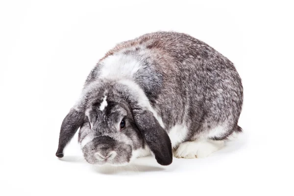 Coniglio adorabile isolato su uno sfondo bianco . — Foto Stock