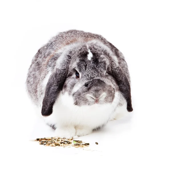 Uroczy królik odizolowany na białym tle. — Zdjęcie stockowe