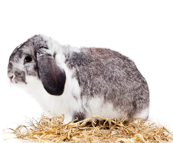 Coniglio adorabile isolato su uno sfondo bianco . — Foto Stock