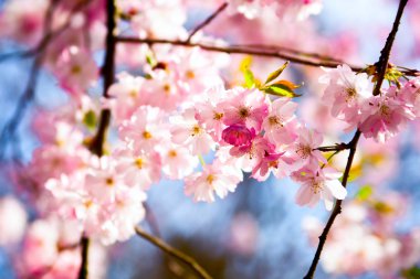Sakura çiçekleri açıyor. Güzel pembe kiraz çiçeği