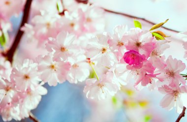 Sakura çiçekleri açıyor. Güzel pembe kiraz çiçeği