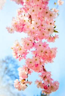 Sakura flowers blooming. Beautiful pink cherry blossom clipart