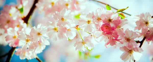 Цветут цветы сакуры. Прекрасный розовый цветок вишни — стоковое фото