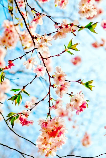 Flores Sakura floreciendo. Hermosa flor de cerezo rosa — Foto de Stock
