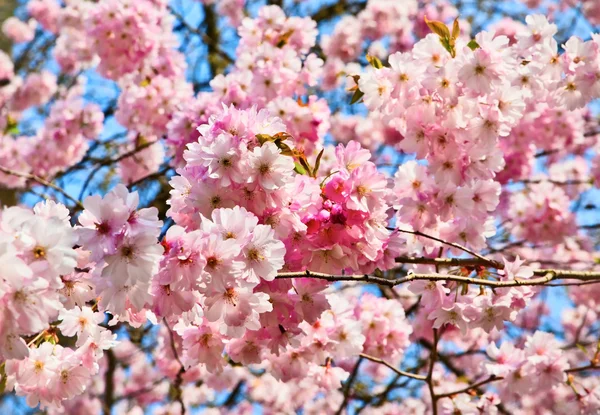Λουλούδια Sakura ανθίζουν. Όμορφο ροζ άνθος κερασιάς — Φωτογραφία Αρχείου