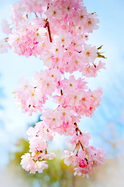 Sakura çiçekleri açıyor. Güzel pembe kiraz çiçeği Stok Fotoğraf