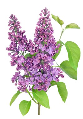 Purple lilac isolated branch clipart