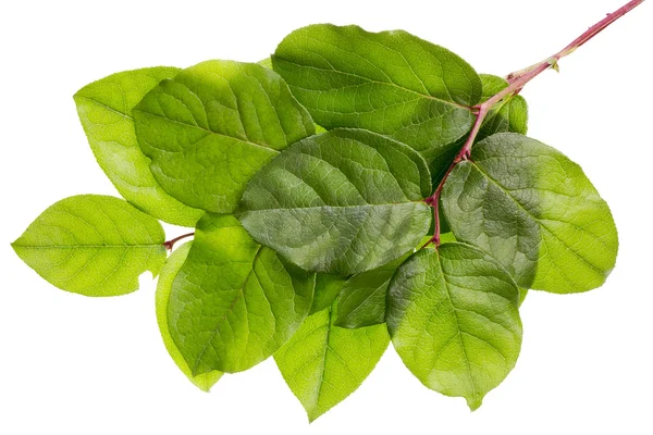 녹색 잎 개념 — 스톡 사진