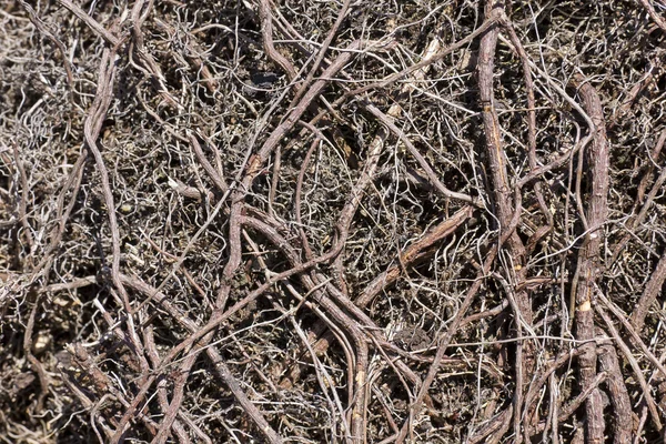 Caos de raízes vermelhas longas — Fotografia de Stock