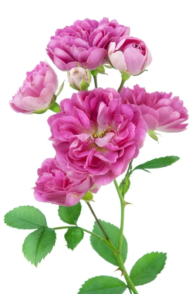 Růžový květ makro — Stock fotografie