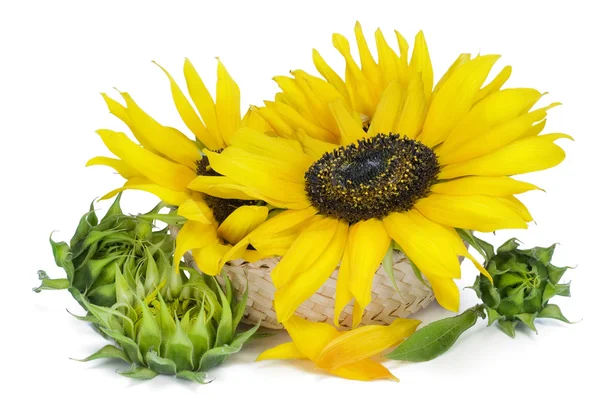 Große Sonnenblume im Korb — Stockfoto