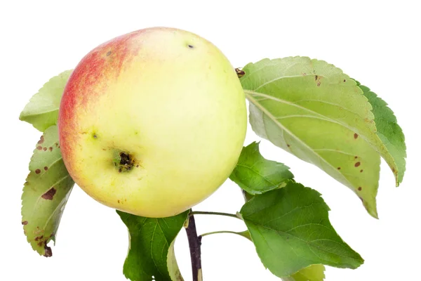 Gele rode ecologische appel op tak — Stockfoto