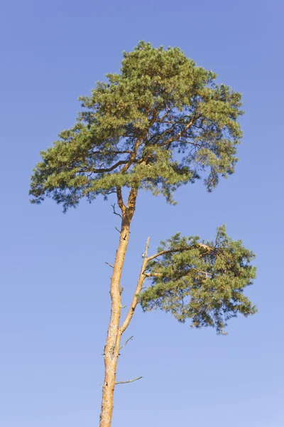 Dying pine tree — Stock Photo, Image