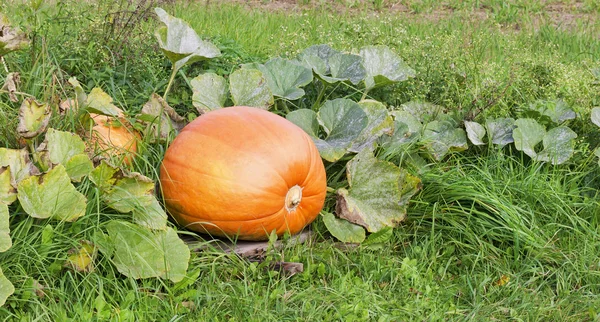 Big orange autumn ripe pumpkins — Stock Photo, Image