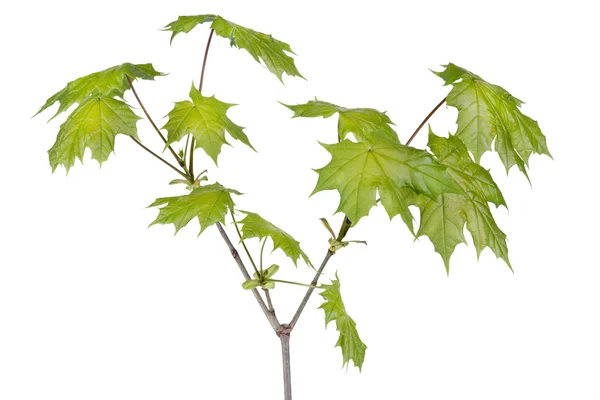 Spring maple tree branch — Zdjęcie stockowe