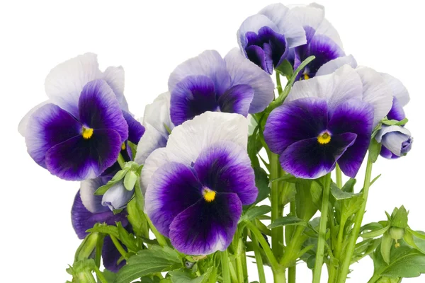 Bush of dark-violet Pansies — Zdjęcie stockowe