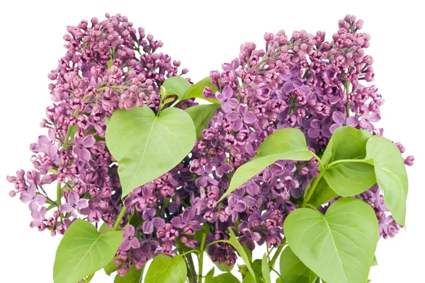 Árbol con flores púrpuras — Foto de Stock