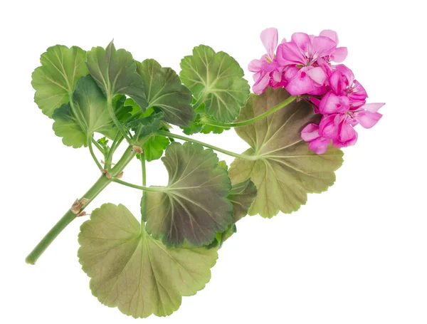 Oblíbené pokojové rostliny růžové pelargónie — Stock fotografie