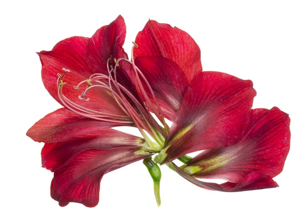 Anatomie van de rode plant — Stockfoto