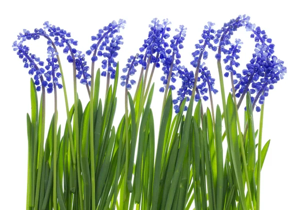 Jemná velikonoční trávu a modré květy — Stock fotografie