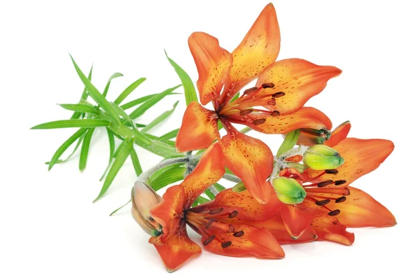 Orange lilies to girlfriend — Stock Photo, Image