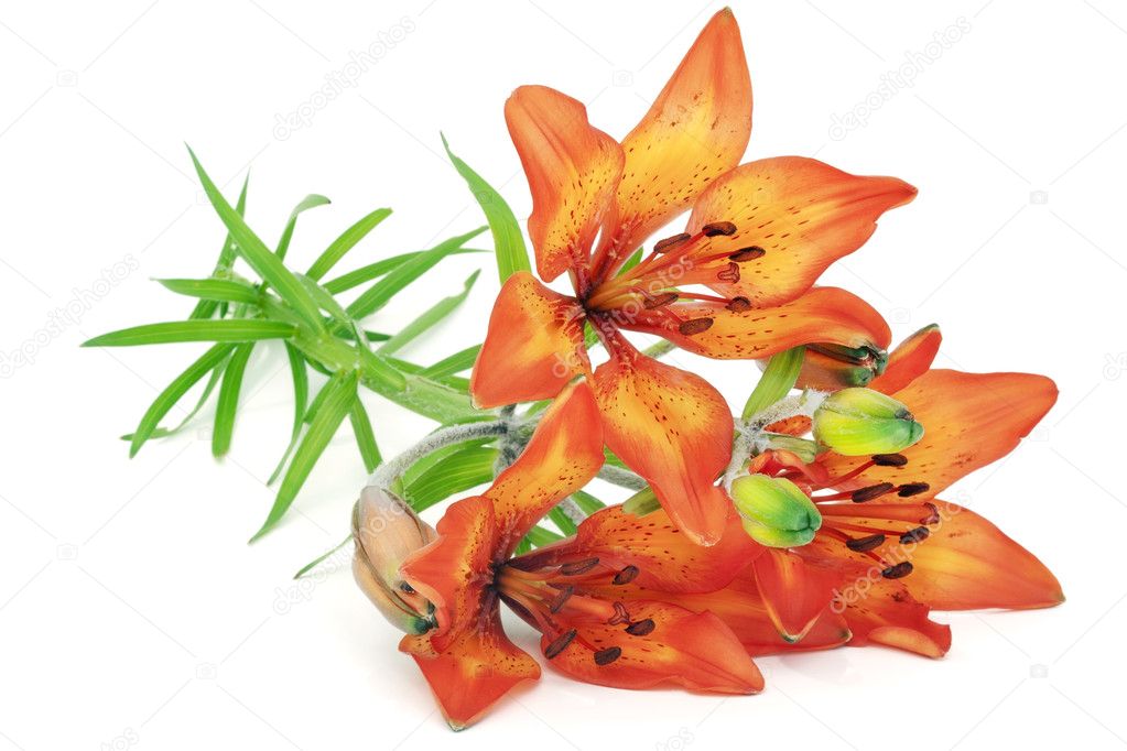 Orange lilies to girlfriend