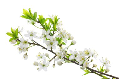 Blooming wild plum clipart