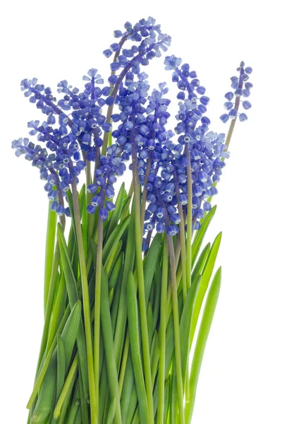 Pasen gras en blauwe bloemen — Stockfoto
